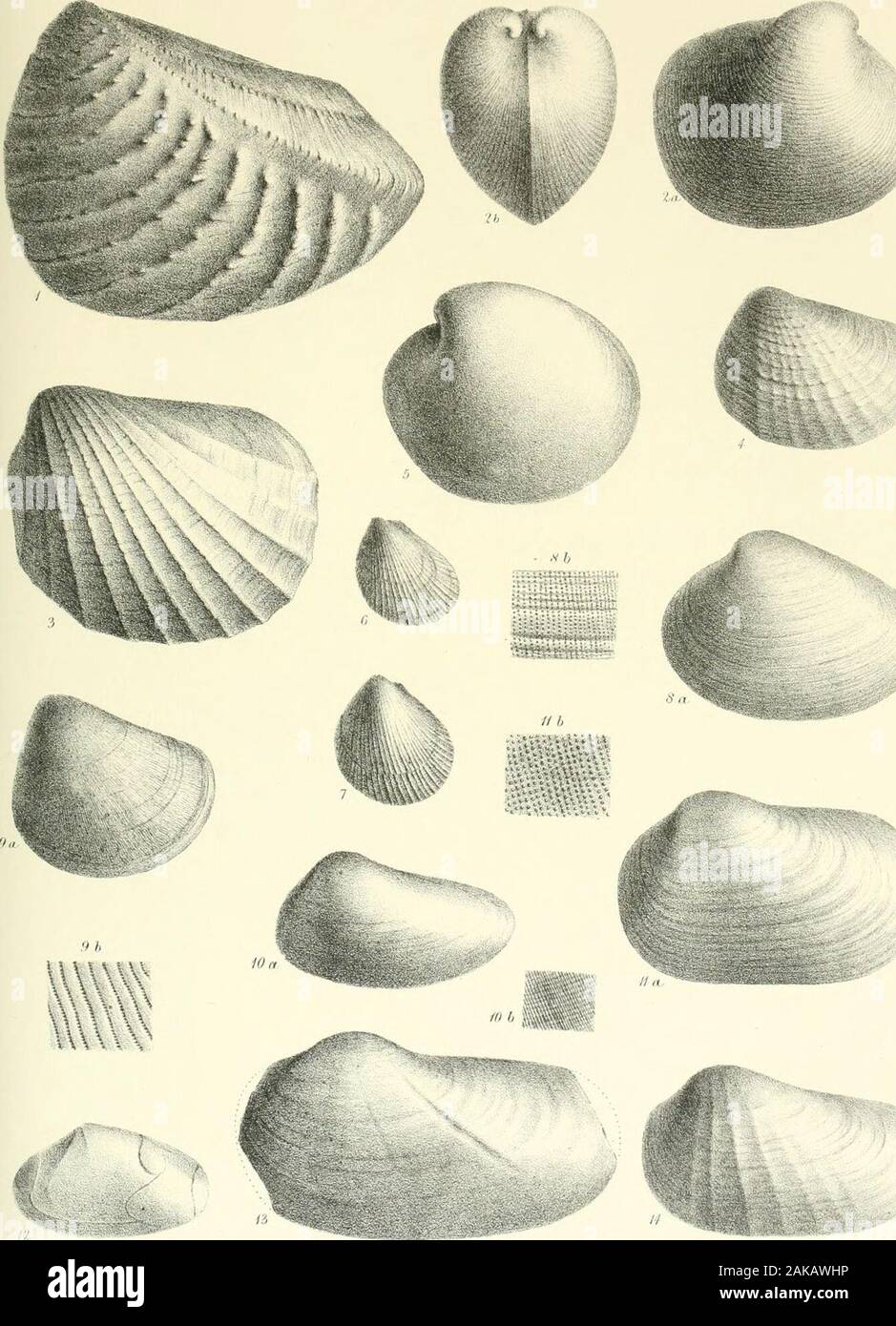 Una monografia di molluschi provenienti dal Grande Oolite principalmente da Minchinhampton e la costa dello Yorkshire . Scheda. XV. Fig. 1. Trigonia decorata, p. 133. 2a, b. Ceroinya concentrica, p. 108. 3. 833111311111 Pholadoniya, p. 123. 4. " Heraulti, p. 124. 5. Isocardia cordata, p. 135. 6. 7. Avicula Braamburiensis, p. 129.8a. Gresslya peregrina, p. 138. 8b. Porzione di superficie, ingrandite. da. Lima punctatum, p. 130. 9b. Porzione di superficie. 10a. Myacites decurtatus, p. 137. 10b. Porzione di superficie. 11a. Myacites Beanii, p. 136. lib. Superficie di ditto. 12. Cast di Quenstedtia oblita, p. 96 ; mostra muscul Foto Stock