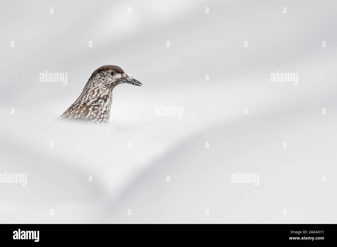 La Eurasian schiaccianoci in neve (Nucifraga caryocatactes) Foto Stock