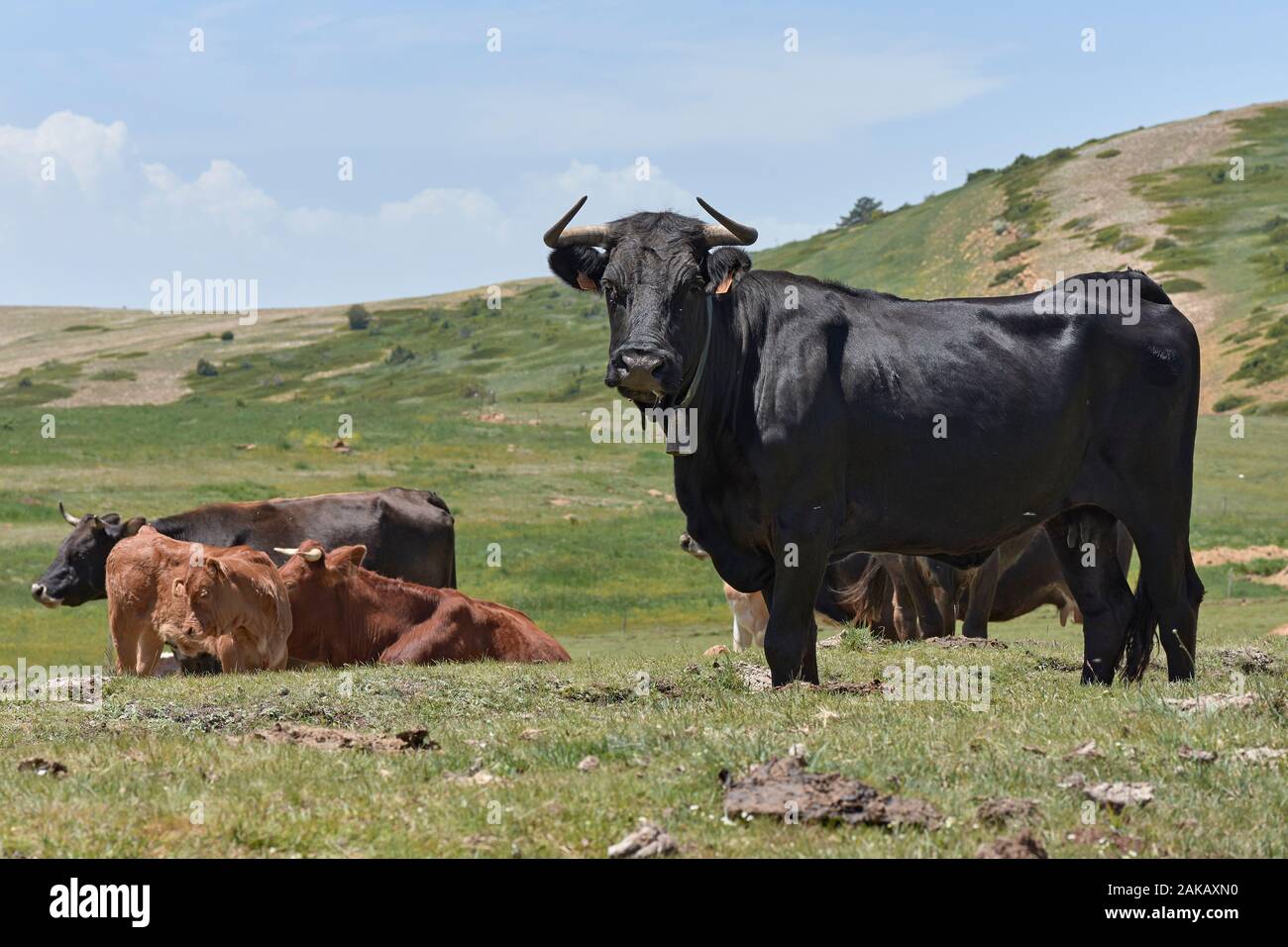 Mucche gregge. Valdelinares. Teruel. Aragón. Spagna. Foto Stock