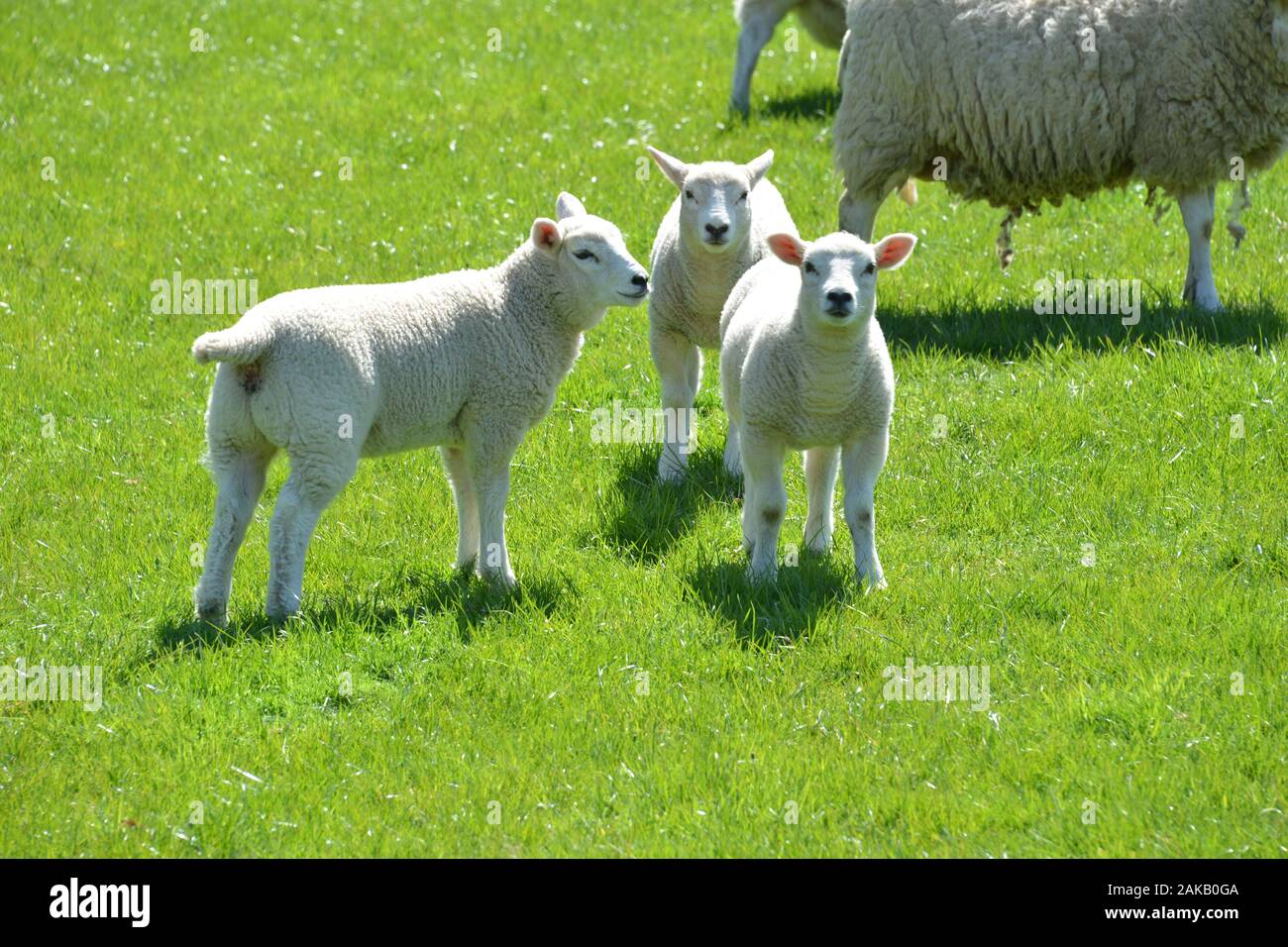 Carino agnelli gallesi su una montagna pascolo in un campo di erba fresca di qualità in una giornata di sole guardando molto sano e in ottime condizioni generali Foto Stock