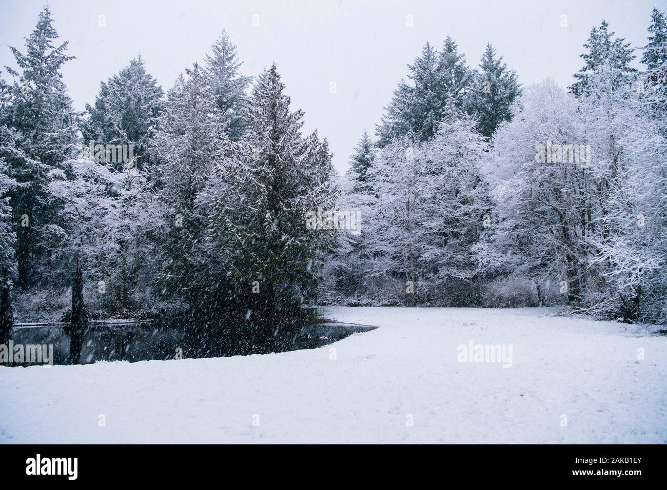 Paesaggio con bosco in inverno, Bainbridge Island, Washington, Stati Uniti d'America Foto Stock