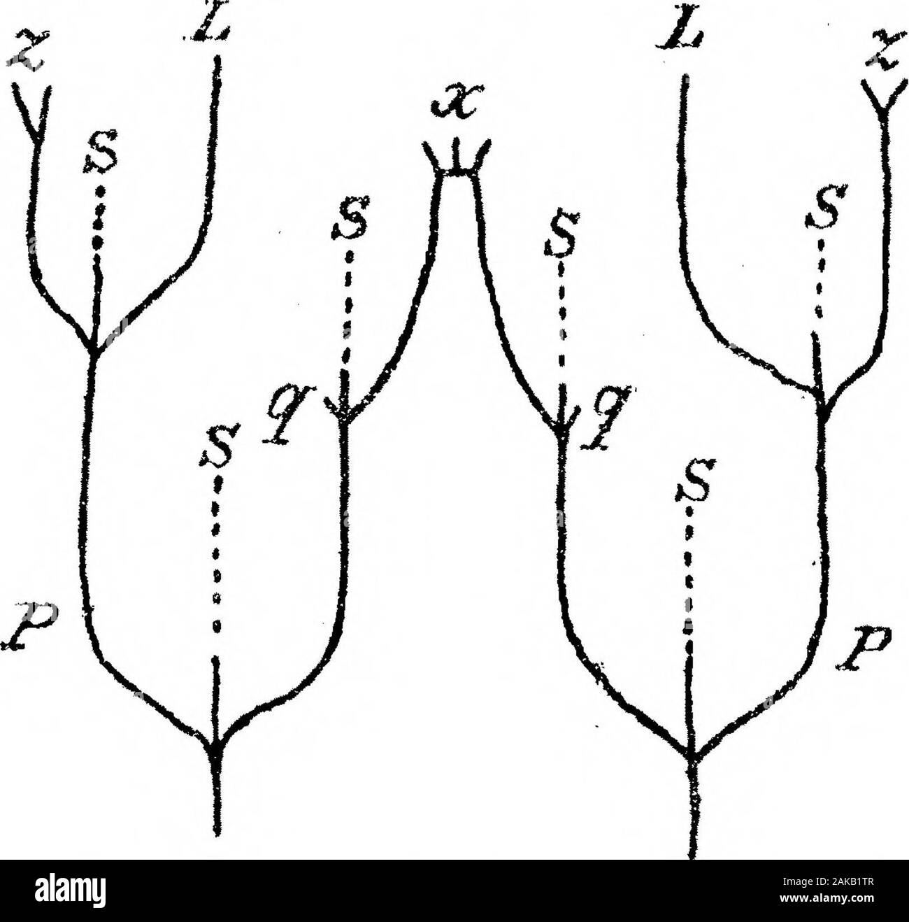L'anatomia e la morfologia delle foglie e infiorescenze della Welwitschia mirabilis . , Dia. II, A-C (a).Strasburger, 1872, p 145. 2 B 3 188 MISS M. un StKES sull'anatomia e morfologia OP gli schemi ma vedere diam. Ho, ^, e Figg. 17, 18, piastra 18), nel frattempo la mediana portionsometimes muore in una sola volta, è talvolta prolungata per un po' di distanza, o mayeven formano un plesso estesa in cui, tuttavia, ma poco lignified tessuto viene trovata la, ±±, JD , VJ y UX.), i due fasci posteriore, quelli più vicini al cono asse, approccio anche ogni altra(diam. II, E, 2); ognuno di essi emanano un piccolo b Foto Stock