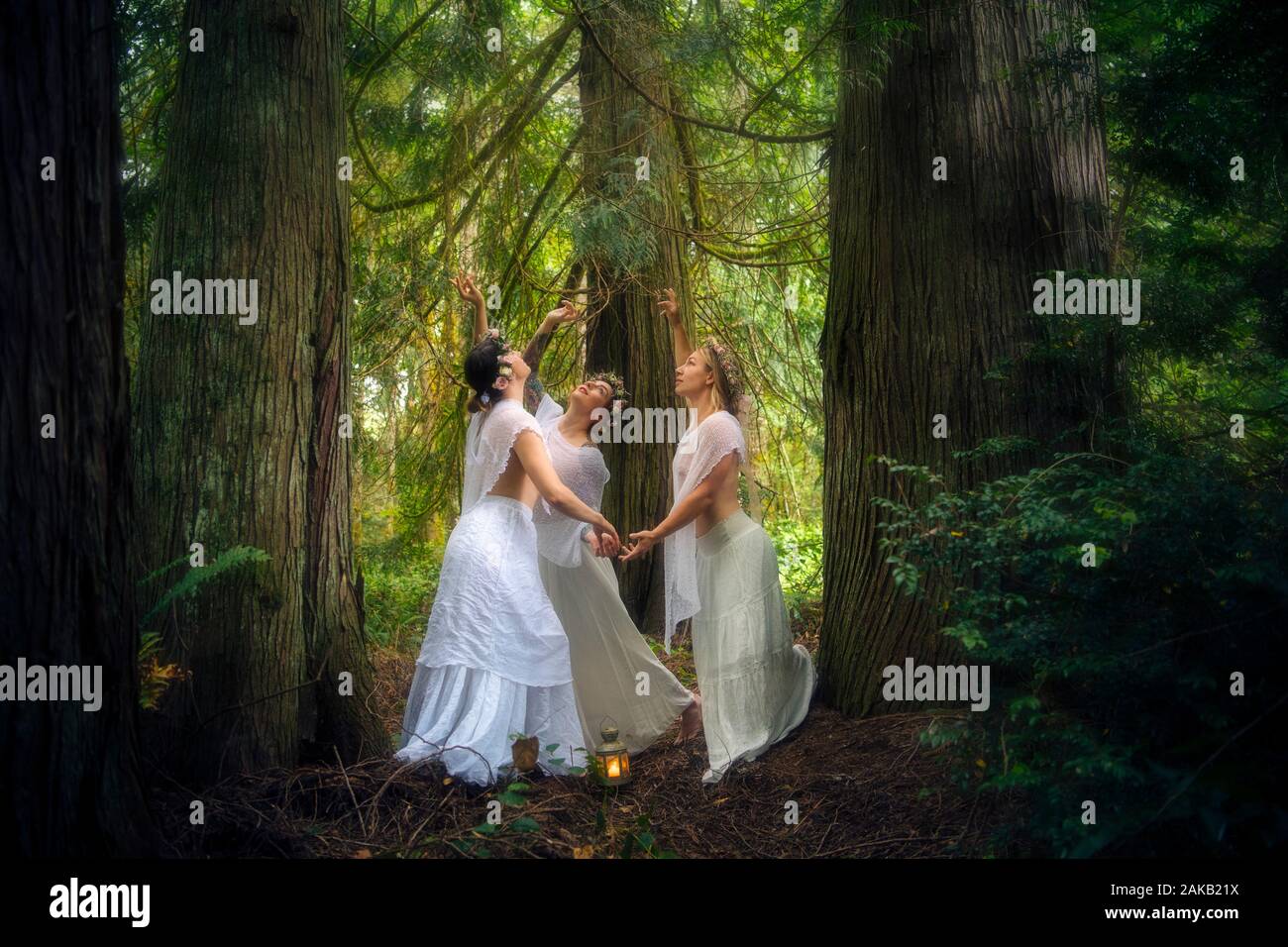 Tre ninfe donna nella foresta, Bainbridge Island, Washington, Stati Uniti d'America Foto Stock