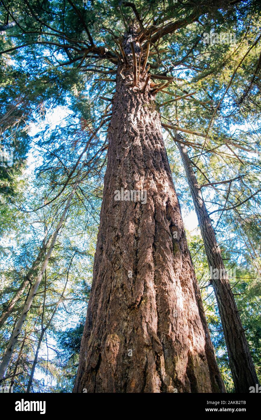 Sequoia gigante, Tacoma, nello Stato di Washington, USA Foto Stock