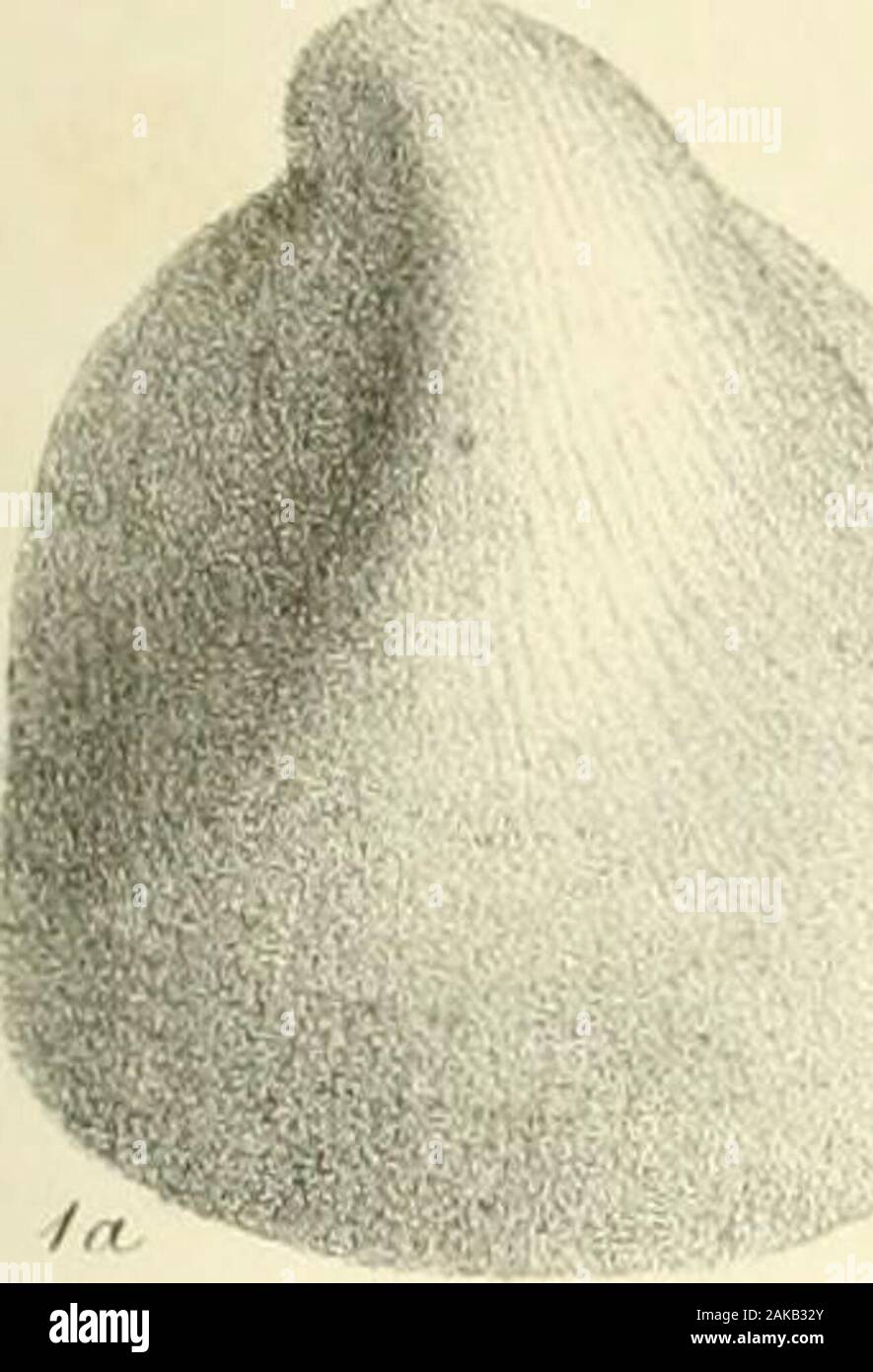 Una monografia di molluschi provenienti dal Grande Oolite principalmente da Minchinhampton e la costa dello Yorkshire . ? Scheda. IX. La Fig. 1a, b. Undulata Ceromya, p. 106. 2a, b. Myacites tumidus, p. 117. 3. Myacites crassiusculus, p. 112. 4. Oblita QueDstedtia, p. 96. 4a, b. Cerniera di ditto. 5. Nucula coenobita, p. 51. 6. Corbula invola, p. 97. 7. Hinnites abjectus, p. 125. 8", b. Astarte excentrica, p. 83. 9. " Squamula, p. 82. 10a, b. ,, Valori minimi, p. 82. 11. ,, Depressa, p. 85. 12. " Rotunda, p. 84. 13a, b. " Pumila, p. 83. 14, 15a, b. " Interlineata, p. 87. 16. ,, Wiltonii, p. 87. 17a, b. ,, Angulata, p. Foto Stock