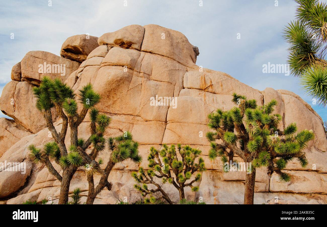 Alberi di Joshua (Yucca brevifolia) nel deserto, CALIFORNIA, STATI UNITI D'AMERICA Foto Stock