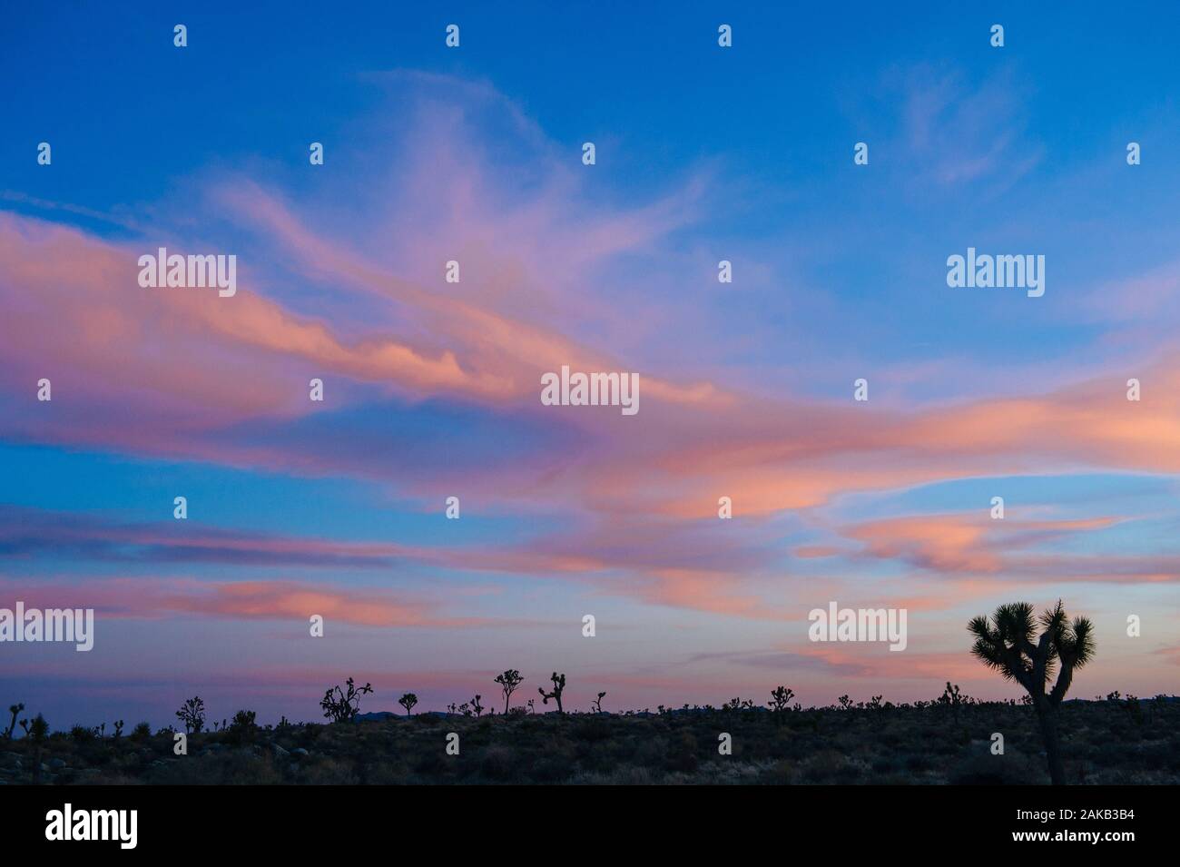 Alberi di Joshua (Yucca brevifolia) nel deserto al tramonto, CALIFORNIA, STATI UNITI D'AMERICA Foto Stock