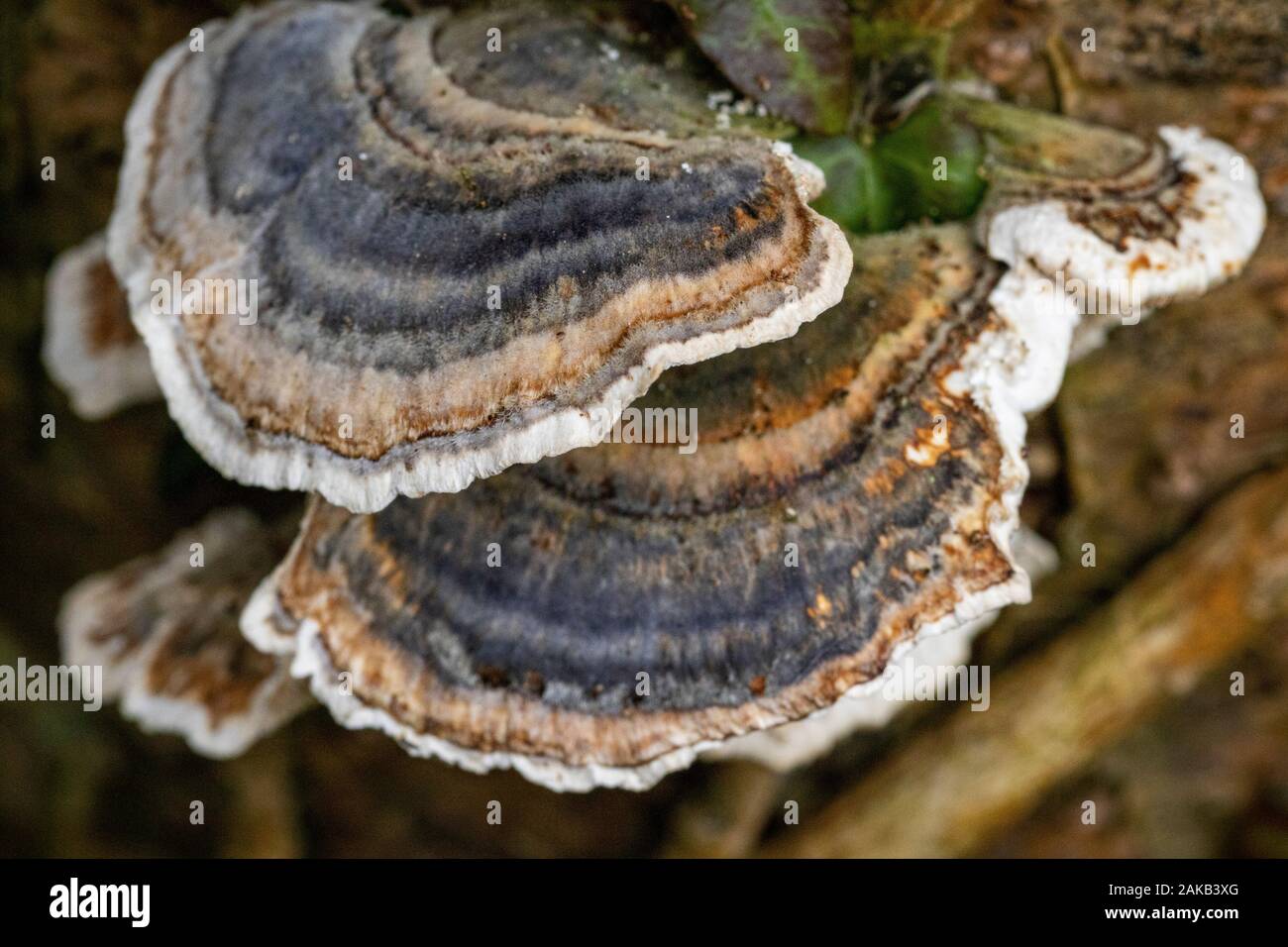 Dettaglio di primo piano dei colorati Trametes versicolor staffa Funghi Crescere su un albero Stump. Conosciuto anche come Coriolus versicolor e Polyporous versicolor. Foto Stock
