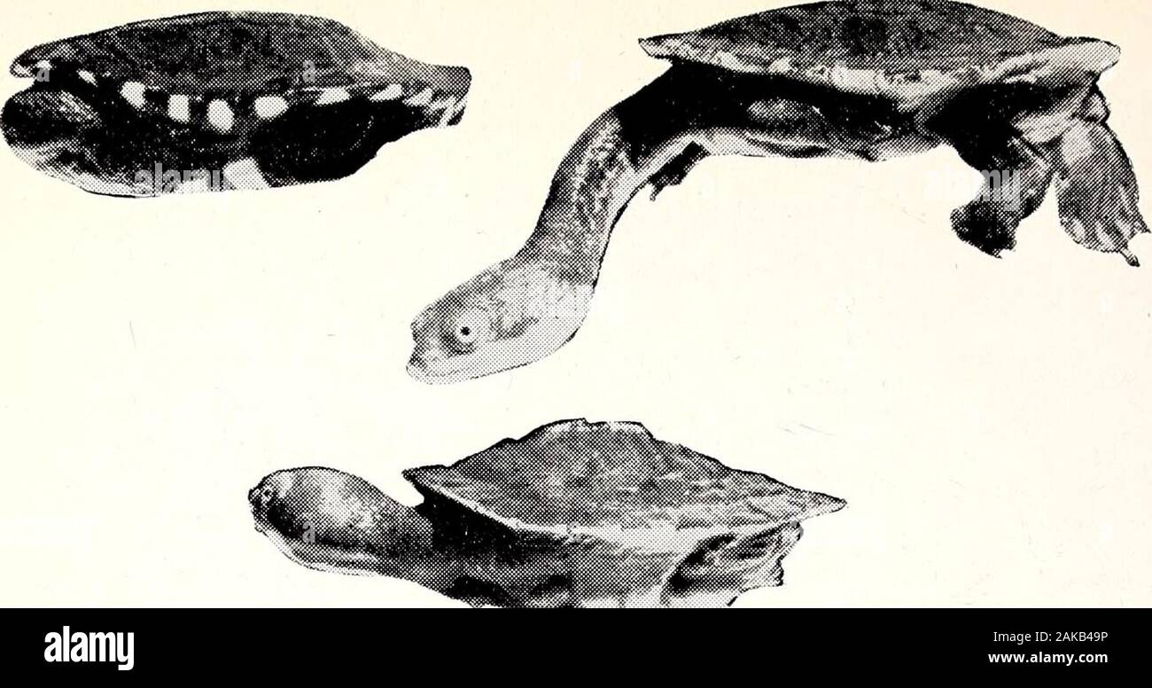 Il naturalista vittoriano . hort a collo di tartaruga. Themorphological cambiamenti registrati trovanella varie dimensioni di questa specie puòessere grossolanamente suddivisi in tre. (A) Hatchling, 24-33 mm (0-94-1-3 in.), lunghezza del carapace di 130 mm (4-5 in.): Carapace circularin approssimativamente forma, marginali dentated, verte-brals keeled fortemente. (B) intermedio, da 130 a 230 mm (5-9 in.) lunghezza del carapace: Carapacebecomes allungata notevolmente, ex-panded a posteriori. Rim non diventa liscio,shell diventa più profonda con maximumdepth avvenuti circa un terzo itslength dalla parte anteriore, il carapacethen diminuendo rapidamente al pos-terior marg Foto Stock