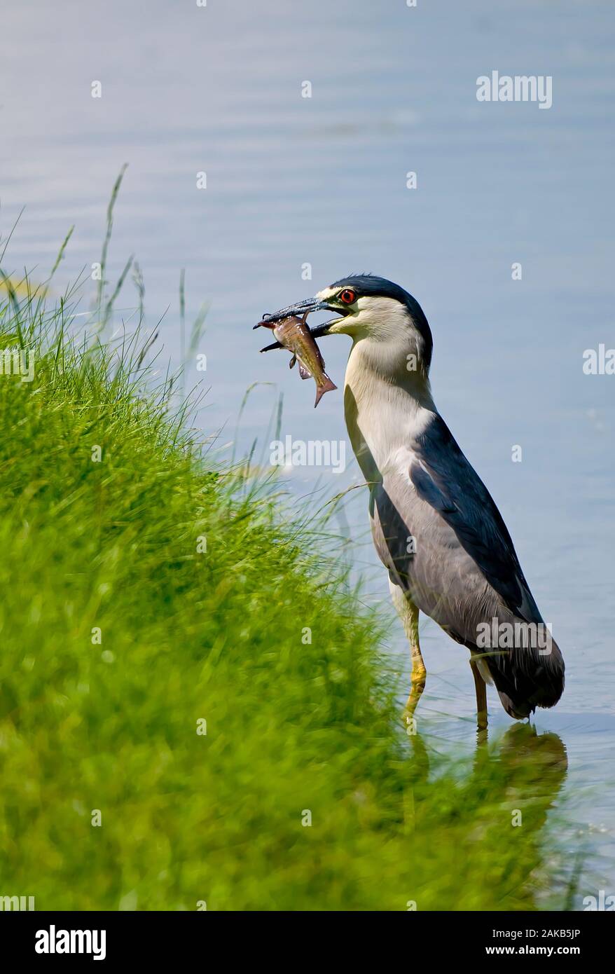 Black Coronato Heron Notte Con Pesce Foto Stock