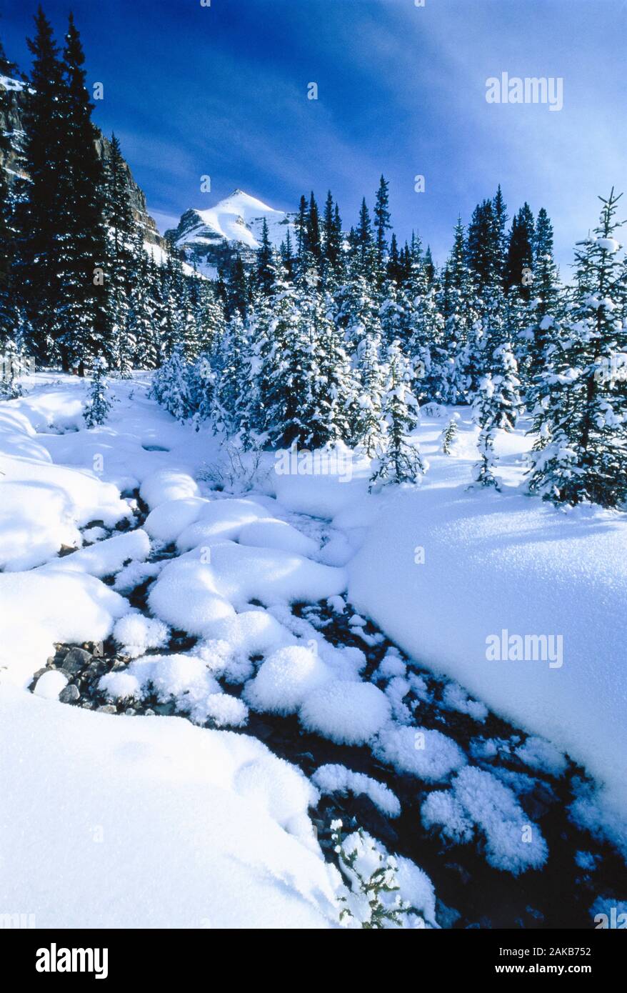 Paesaggio con alberi sempreverdi e neve nel Parco Nazionale di Banff in inverno, Alberta, Canada Foto Stock