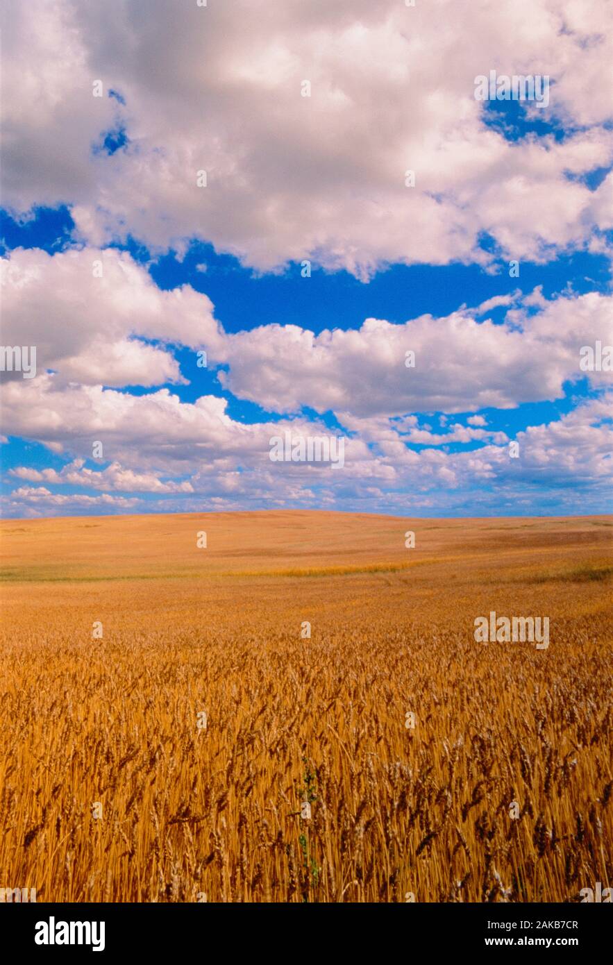 Paesaggio con vasto campo di grano sotto il cielo blu e nuvole, Alberta, Canada Foto Stock