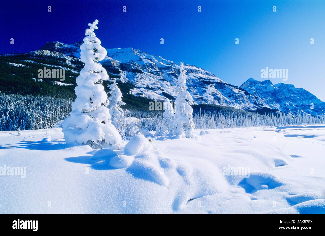 Paesaggio con alberi sempreverdi ricoperta di neve e montagna in background, il Parco Nazionale di Banff, Alberta, Canada Foto Stock