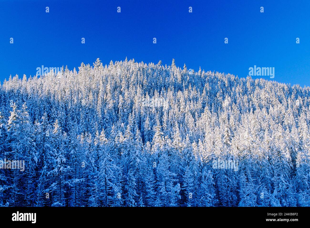 Paesaggio invernale con la foresta sulla montagna sotto il cielo chiaro, vertice di prua, il Parco Nazionale di Banff, Alberta, Canada Foto Stock