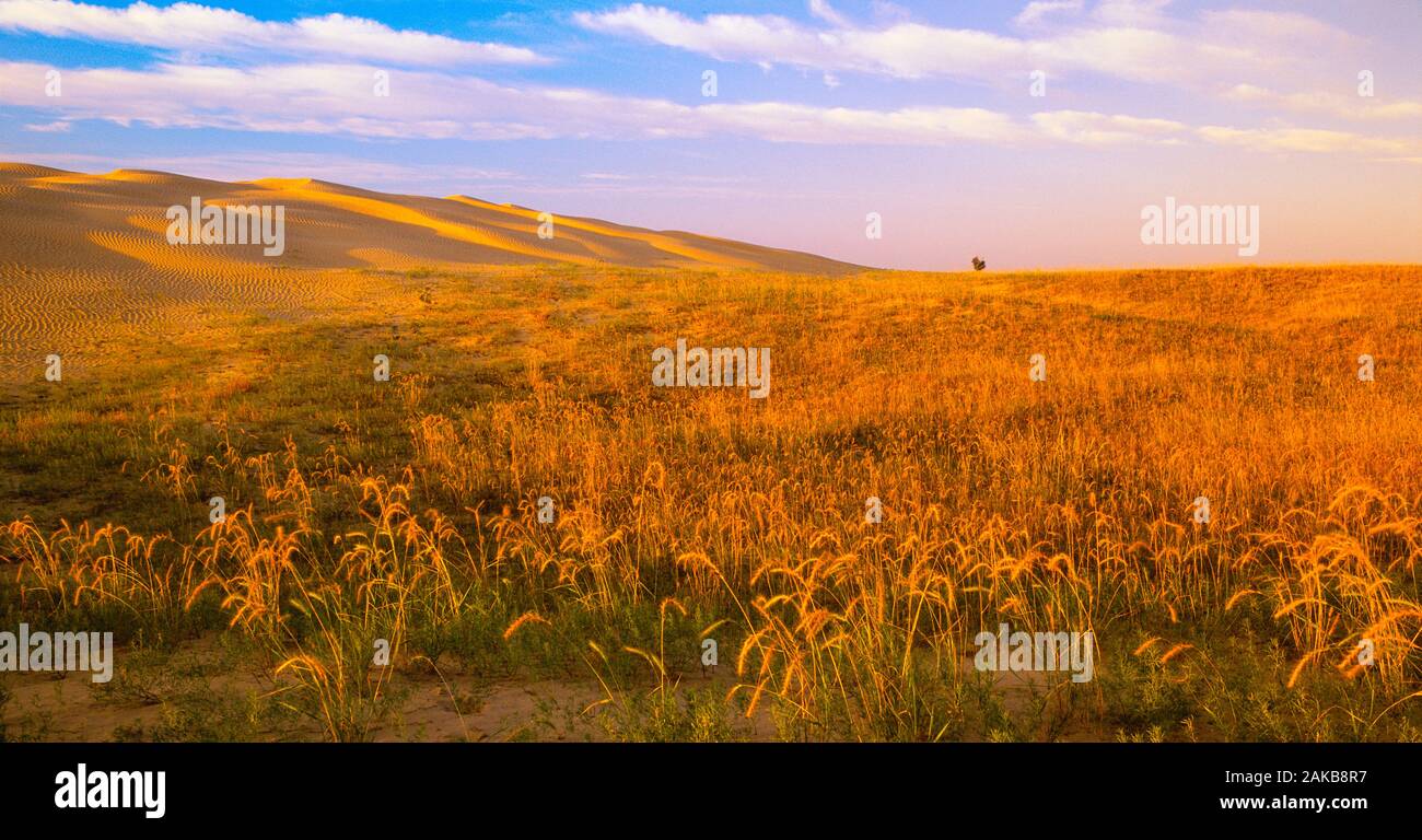 Paesaggio con erba e dune di sabbia al tramonto, grande colline di sabbia, Saskatchewan, Canada Foto Stock