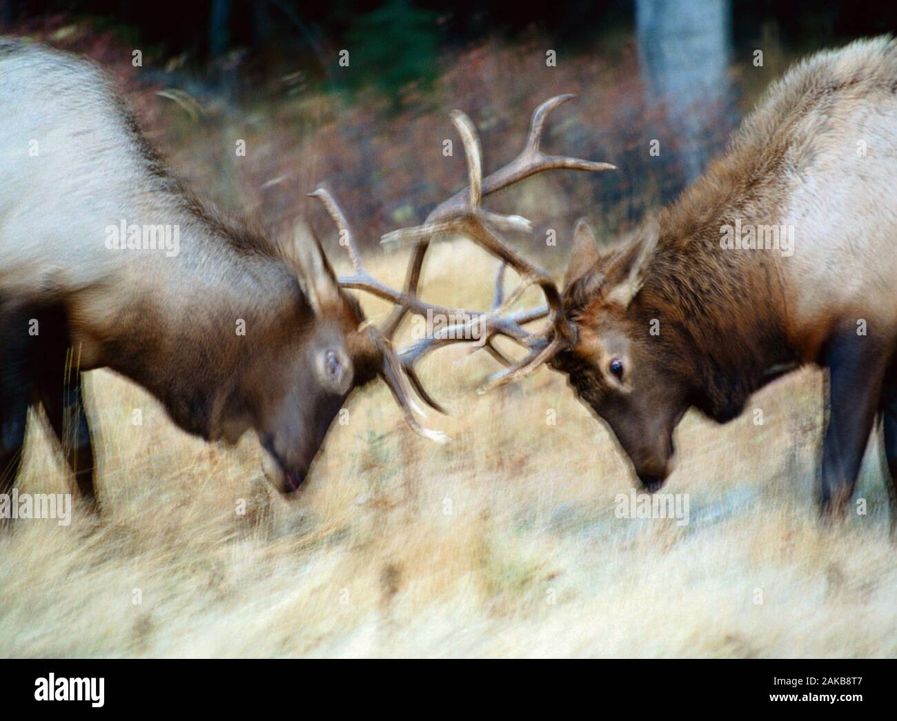 Due elks (Cervus canadensis) combattimenti, il Parco Nazionale di Banff, Alberta, Canada Foto Stock