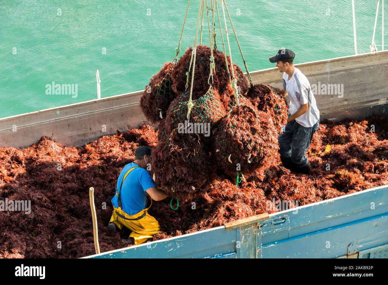 A Llanes, Spagna, due pescatori la raccolta di alghe rosse (Gelidium sesquipedale) usati in cosmetica, sulla sommità di una barca nel porto di Llanes nelle Asturie Foto Stock