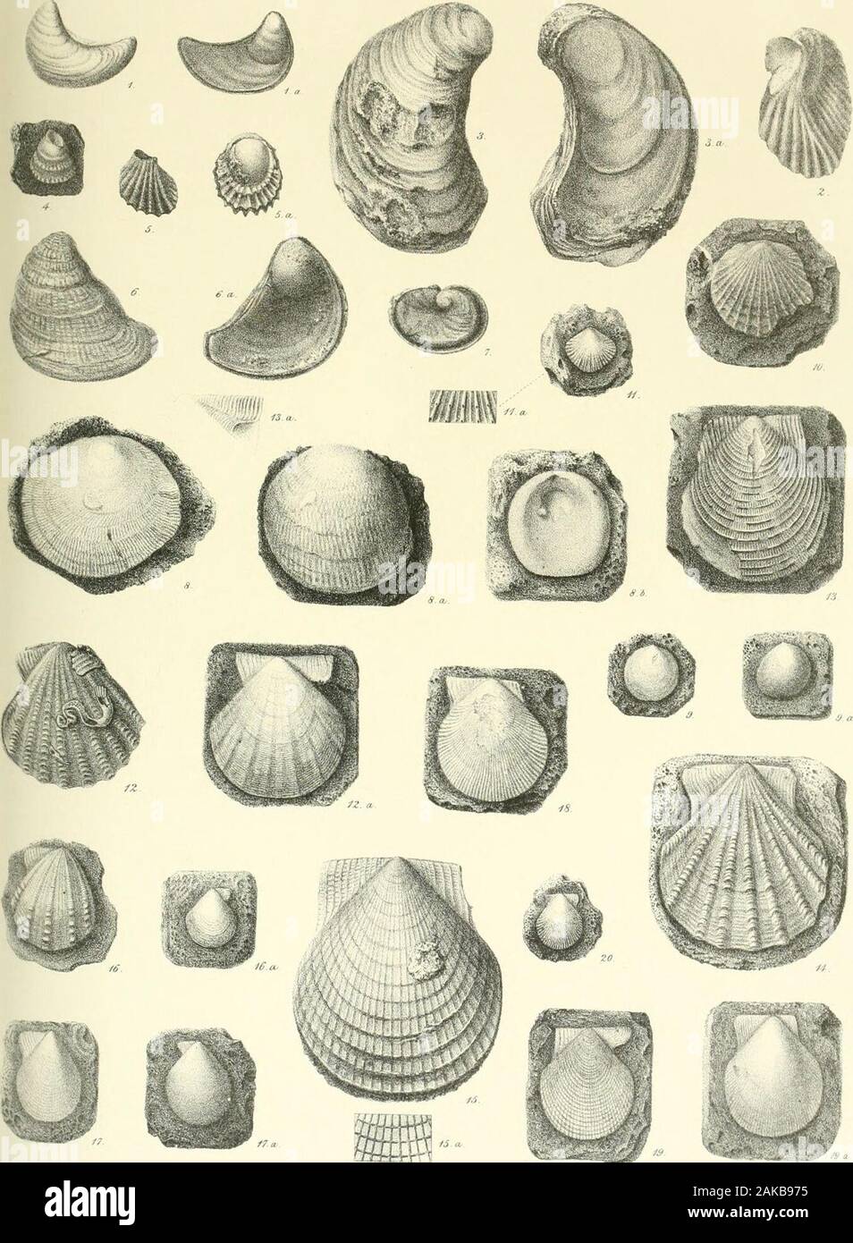 Una monografia di molluschi provenienti dal Grande Oolite principalmente da Minchinhampton e la costa dello Yorkshire . lo separa dalle altre sotto-generi di Area ; in Cuculleea theledge è posteriore.p. 75. Entrambi Ci/pricardit Bathonica, dOrb. e c. cordifurmis,T)esh., si verificano in meno Oolite delcarrello Cotteswolds ma in letti diversi, ulteriori osservazioni hanno ci ha indotto a considerarli asonly varietà della stessa specie indotta dalla peculiarità dei letti in cui si verificano. 7, 8, 8 aSt. Scheda. I. Fig. 1, 1a. Ostrea acuminati, pagina 3. 2, " gregarea, var.,p. 4. 3, 3 a. ,, Sowerbii,jo. 4. 4, " rugosa, j". Foto Stock