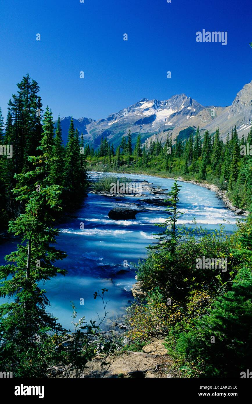 Paesaggio con fiume, il bosco e la montagna, Monte Robson Provincial Park, British Columbia, Canada Foto Stock