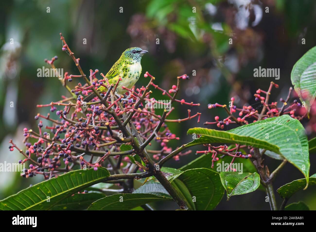 Avvistato Tanager - Tangara punctata, piccola e bella tanager da est pendici andine, Wild Sumaco, Ecuador. Foto Stock