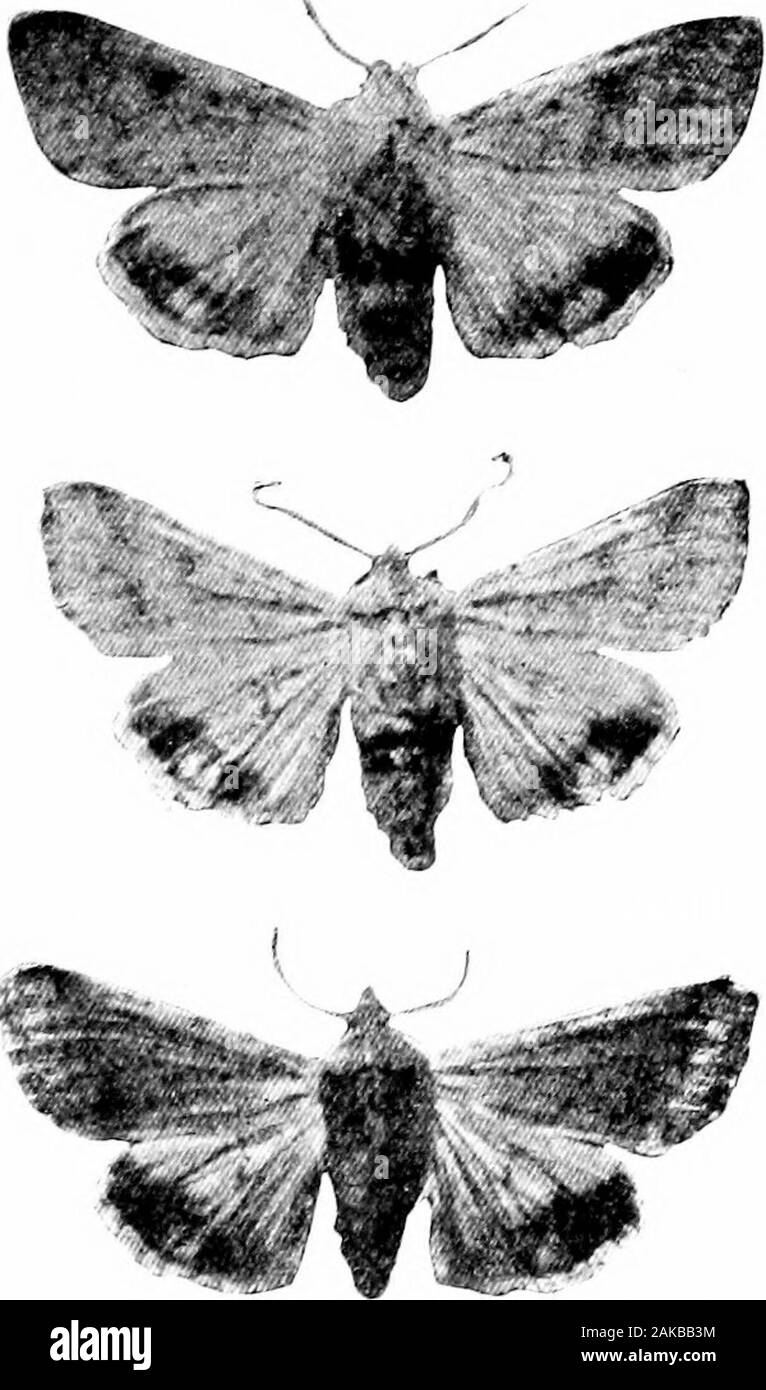 Southern raccolti di campo (esclusiva di piante foraggere) . housand uova. Questi sono fissati l iy preferenza sullato freschi delle sete di mais, in modo che il giovane verme, appena ashatched, può inserire la punta dell'orecchio, in cui è comunemente 3SS INSETTI COTONE ^89 noto come l'orecchio-worm. Le uova sono fissate su tutte le parti di impianto thecotton, ma soprattutto sulle foglie. Sulla schiusa,il giovane worm, che sono troppo piccole per essere facilmente visibile,vagare per afew delle ore o giorni, mangia-ing piccole quantità della superficie del tessuto di cotone edelle lascia la gara gro^^^ngbuds. È questo periodo nella vita dell'insetto cottonwhen su esso c Foto Stock