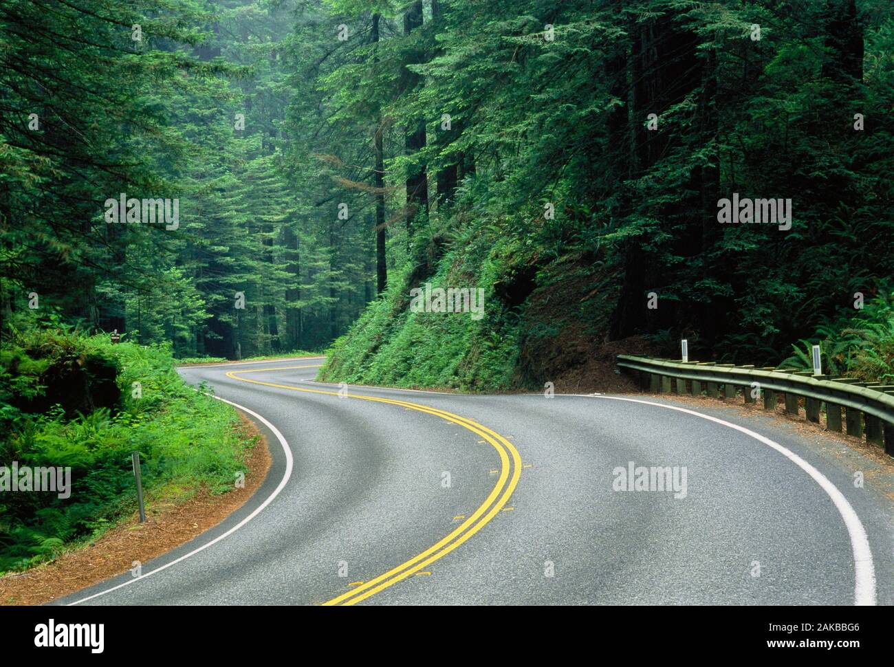 Paesaggio con strada in foresta, Jedediah Smith Redwoods State Park, California, Stati Uniti d'America Foto Stock