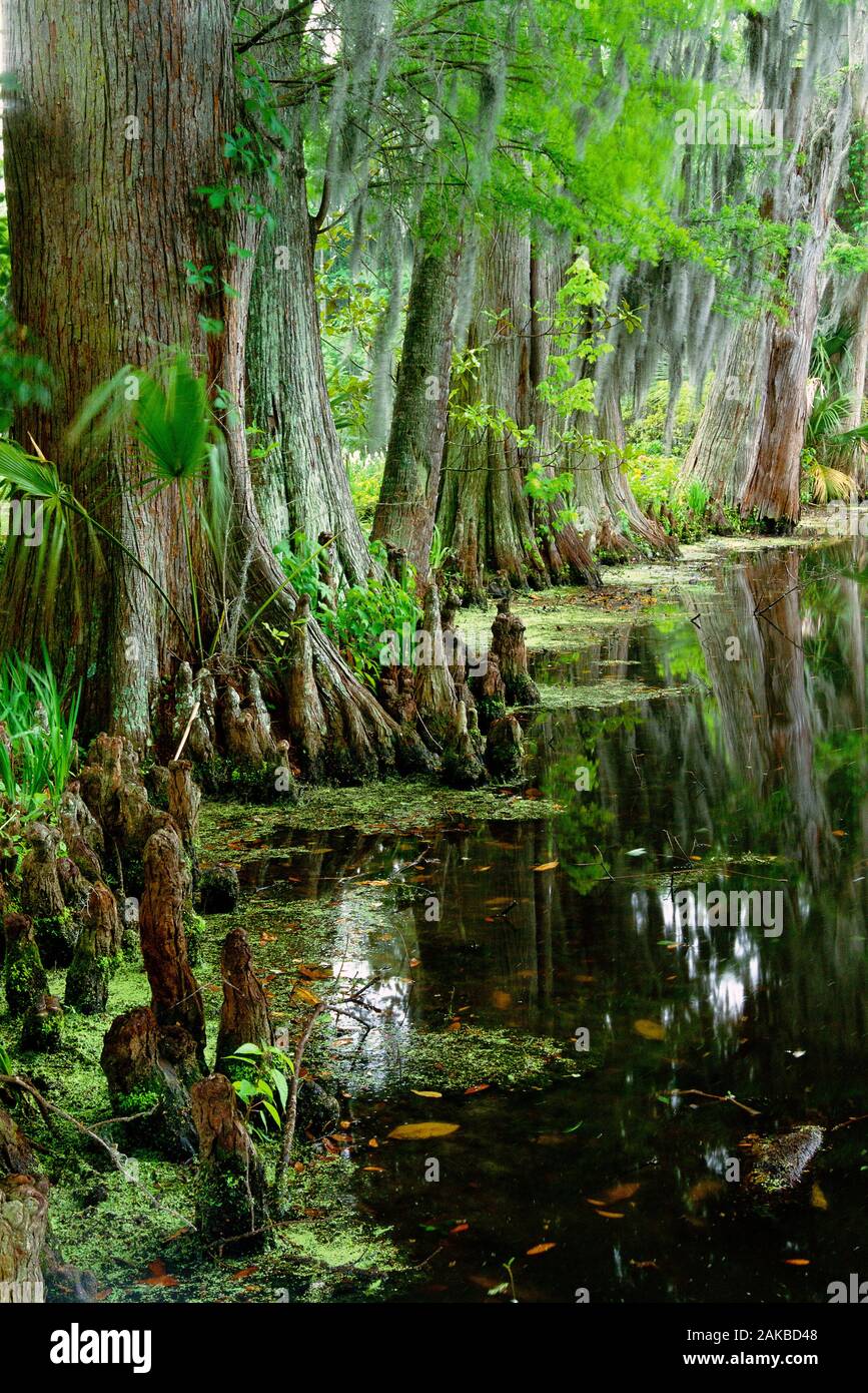 Vista sugli alberi sul lungolago, Charleston, Carolina del Sud, STATI UNITI D'AMERICA Foto Stock