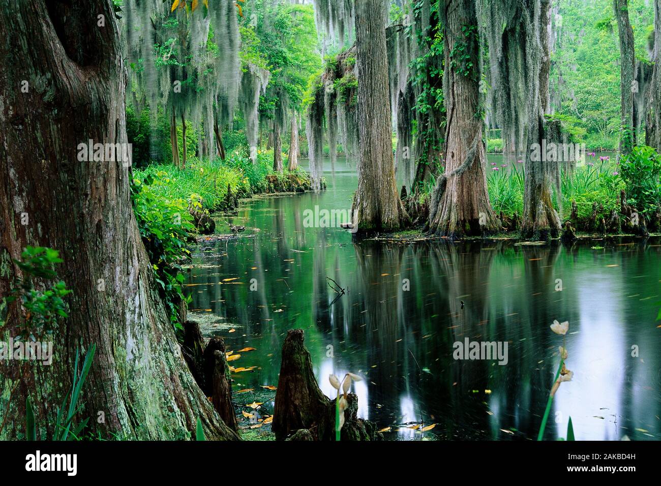 Vista del lago con alberi sul lungolago, Charleston, Carolina del Sud, STATI UNITI D'AMERICA Foto Stock