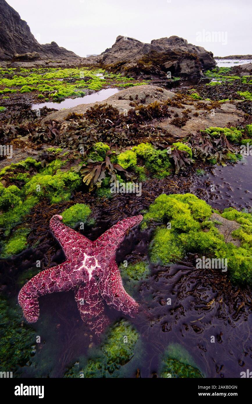 Fotografia della natura del singolo starfish sulla riva del mare Foto Stock