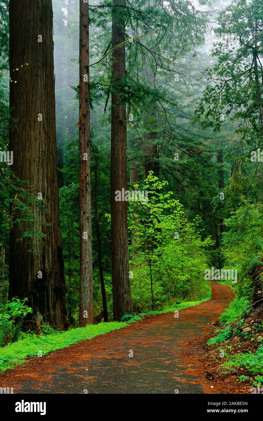 Paesaggio con strada in foresta, Stout Memorial Grove, Jedediah Smith Redwoods State Park, California, Stati Uniti d'America Foto Stock