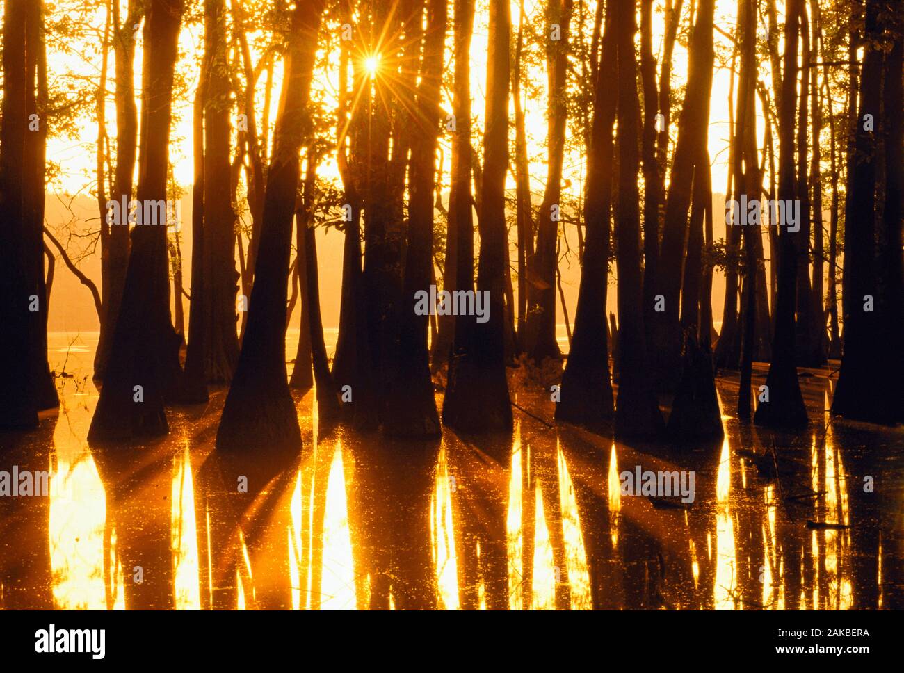 Vista della foresta di cipresso calvo nel lago, Illinois, Stati Uniti d'America Foto Stock