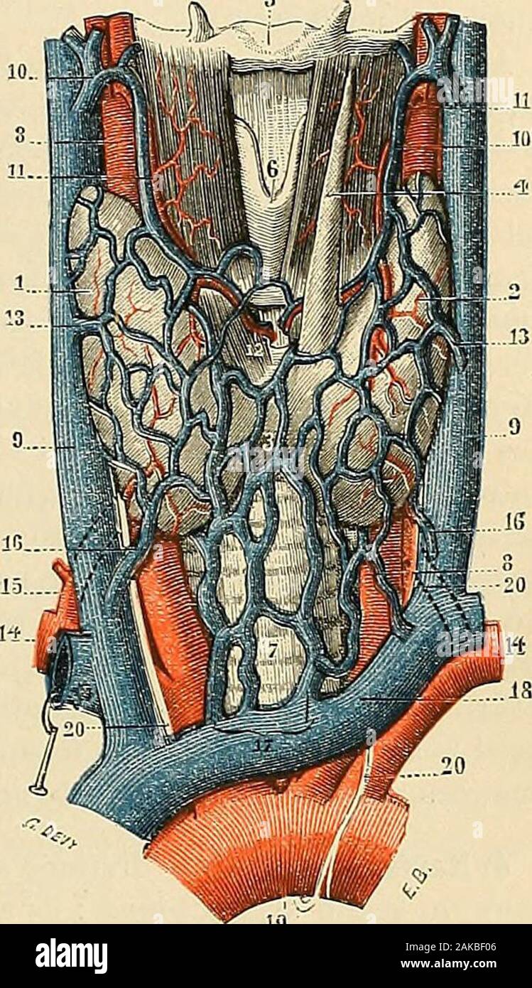 Traité d'anatomie humaine : anatomie descrittivo, histologie, développement . de au niveau de son bord inférieur. Puis,elles discendente en arrière des musclessterno-thyroïdiens, en sanastomosant plusou moins entre elles et en formant parfoisun plesso importante dont les mailles, tou-jours irrégulières, recouvrent la face anté-rieure de la trachée. Toutes ces veines seréunissent ordinairement en deux troncs cj^uiviennent se jeter, celui Du côté gauche dansle tronc veineux brachio-céphalique gauche,celui Du côté droit dans langle de réuniondes deux troncs veineux brachio-céphaliquesou même direct Foto Stock