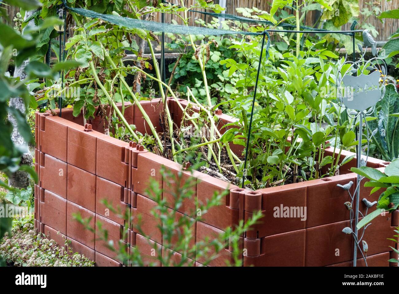 Composter in plastica nel giardino di riscatto, lotto di patate e verdure, compost Plants Foto Stock