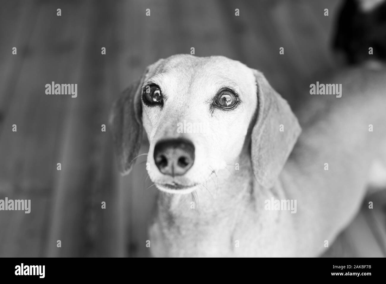 Dachshund Di Colore Chiaro, Durban, Sudafrica Foto Stock