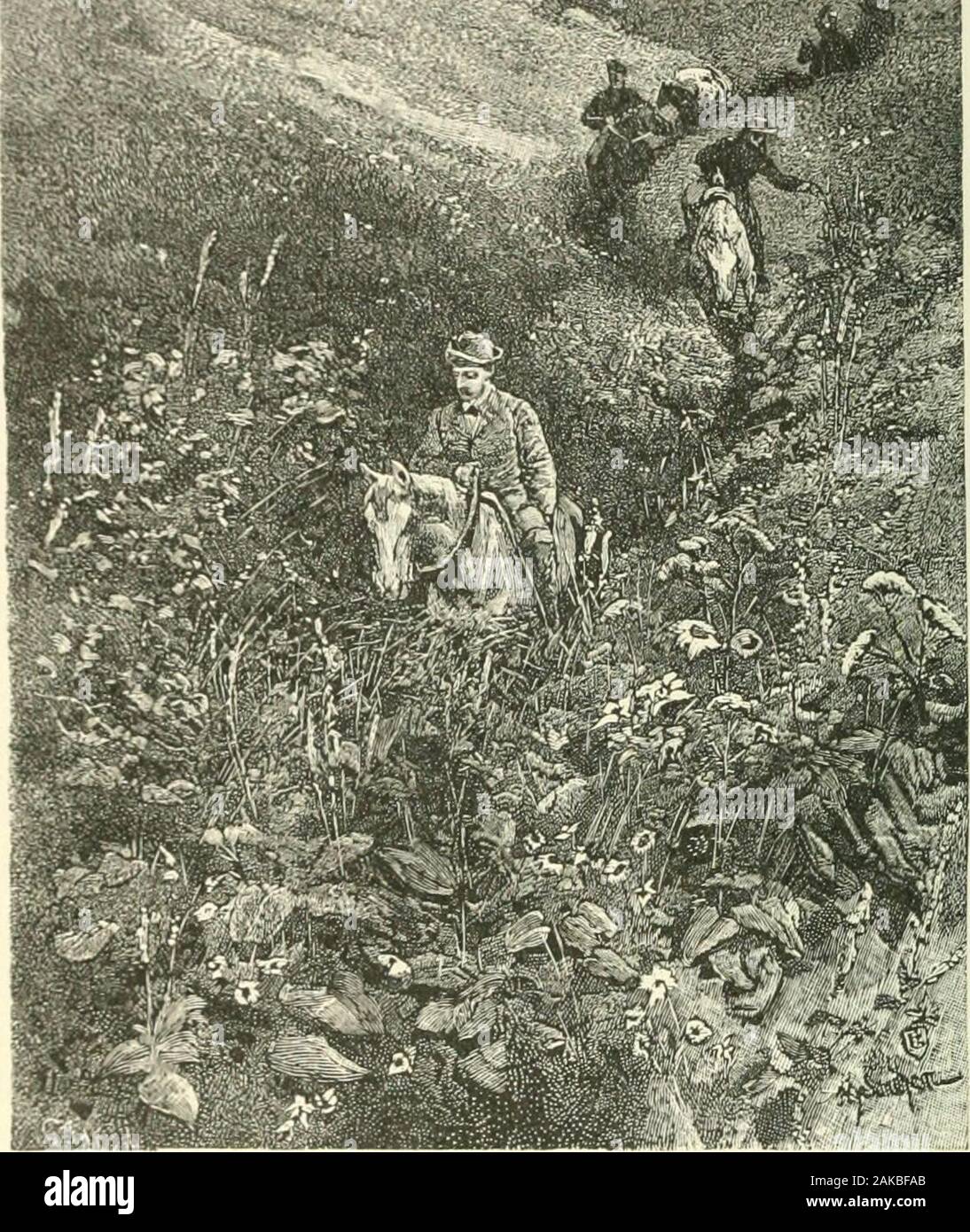 La Siberia e l esilio sistema . i lupi,pecora selvatica e molti sentieri fresca fatta da orsi in erba thelong del fondovalle; abbiamo cacciato capre selvatiche, andmight hanno ucciso centinaia di pernici, gallo cedrone, anatre, oche, aquile, e gru. La flora del mountainvalleys inferiore era estremamente ricco e vario e lussureggiante, comprisingbeautiful pansies selvatico di una mezza dozzina di varietà e colori,orlata rosa, spirea, due specie di genziana, wild holly-garretti, margherite, dimenticare-me-middlesbrough, rose alpine, trollius, wildpoppies, e decine di altri fiori che non avevo mai beforeseen, molti di loro molto grandi, brillia Foto Stock