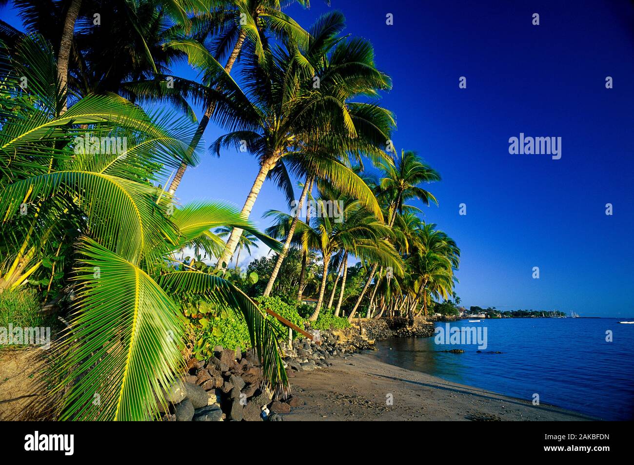 Palme lungo la costa vicino a Kaanapali di Maui, Hawaii, STATI UNITI D'AMERICA Foto Stock