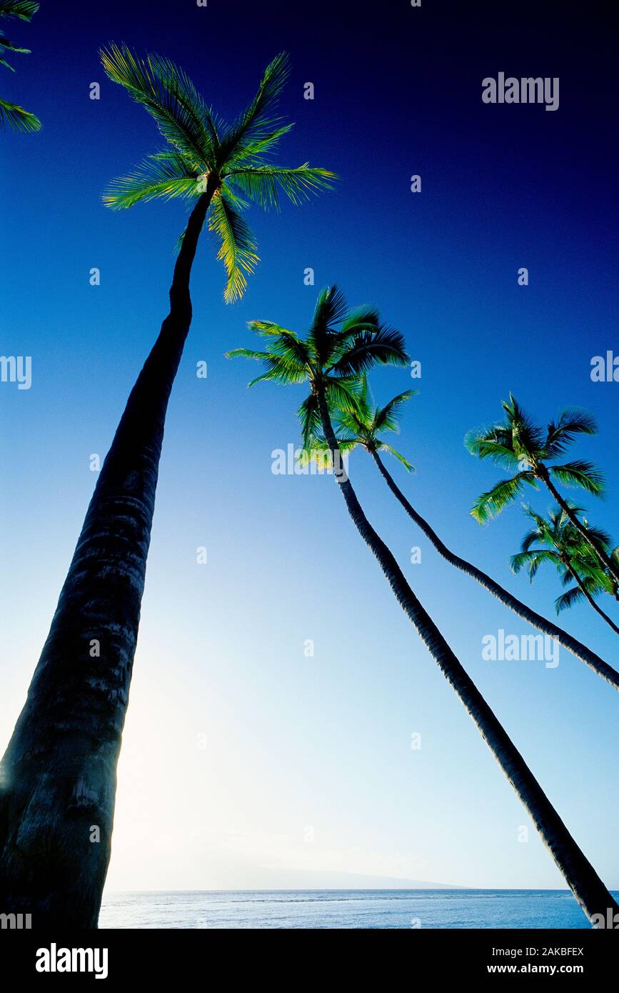 Alberi di Palma contro il cielo blu, Lahaina, Maui, Hawaii, STATI UNITI D'AMERICA Foto Stock