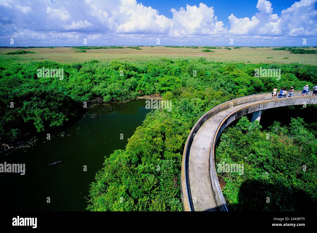 Valle di squalo, Everglades National Park, Florida, Stati Uniti d'America Foto Stock