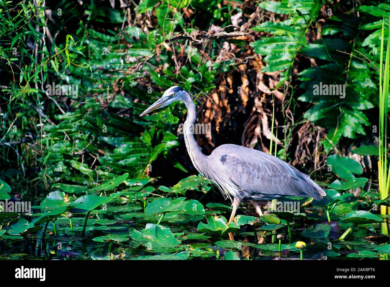 Airone blu guadare in acqua, Everglades National Park, Florida, Stati Uniti d'America Foto Stock