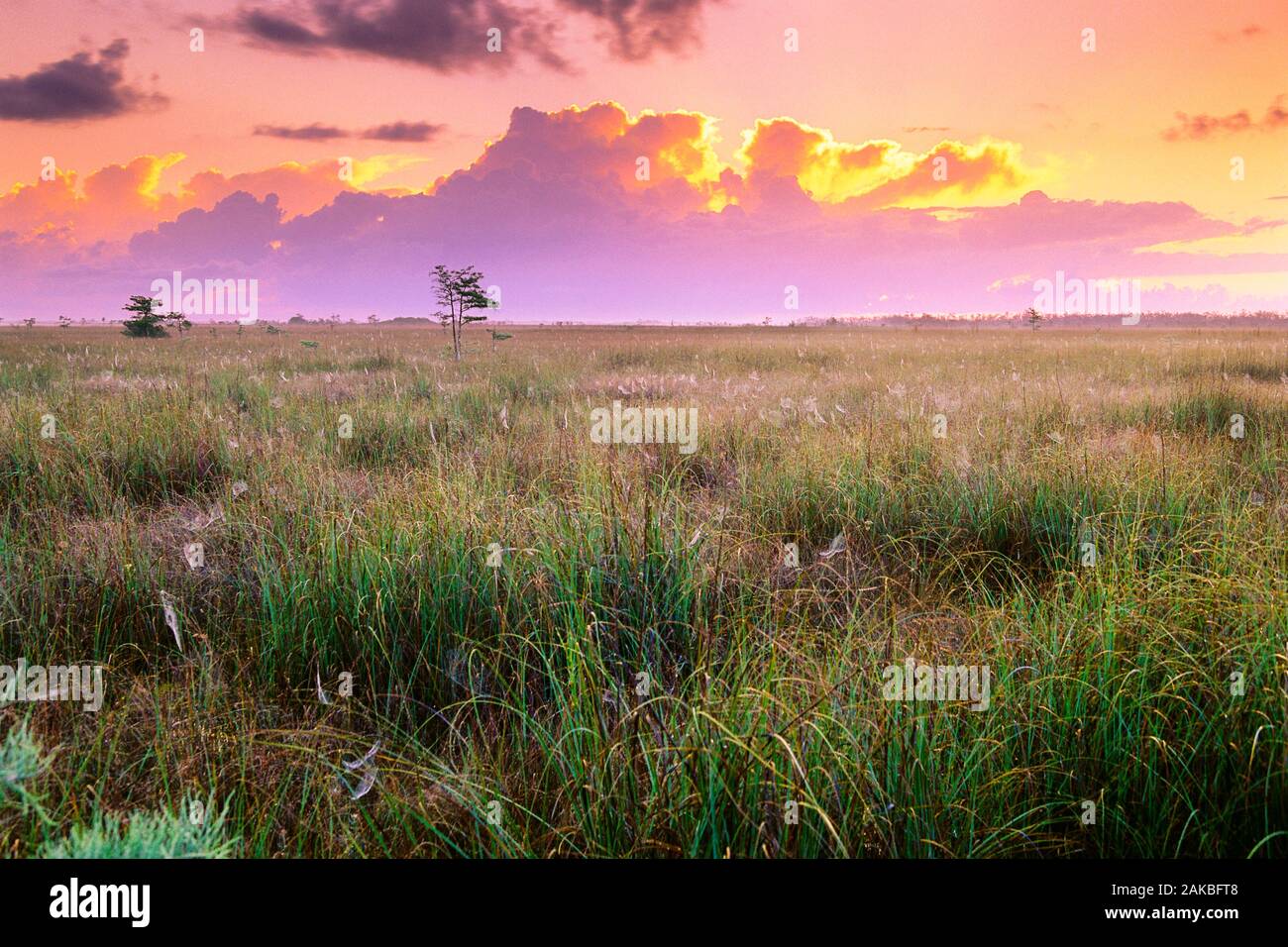 Paesaggio al tramonto, Everglades National Park, Florida, Stati Uniti d'America Foto Stock
