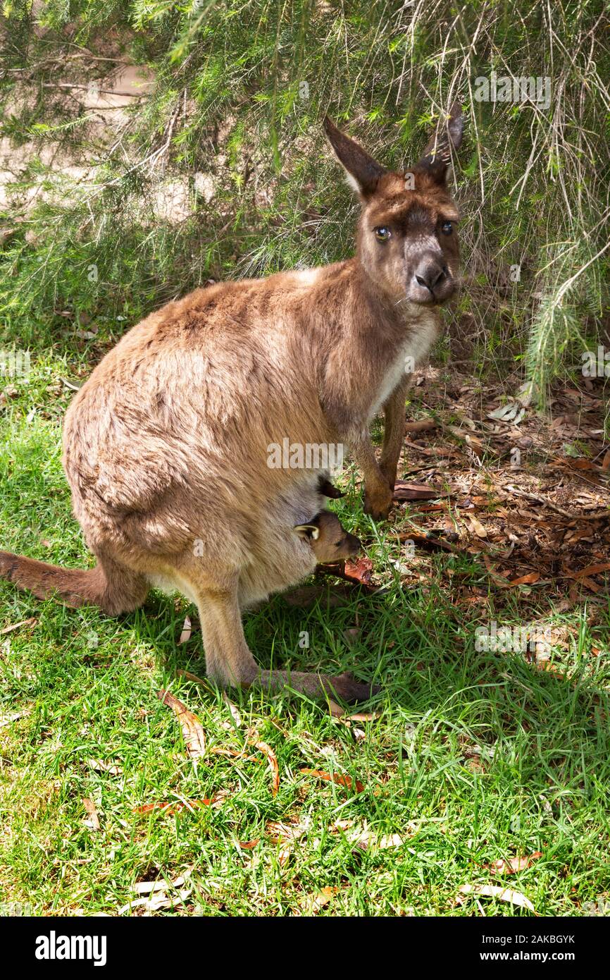Kangaroo; una femmina adulta di canguro grigio orientale (Macropus giganteus) con una giovane joey nella sua custodia, il parco faunistico di Urimbirra, South Australia Foto Stock