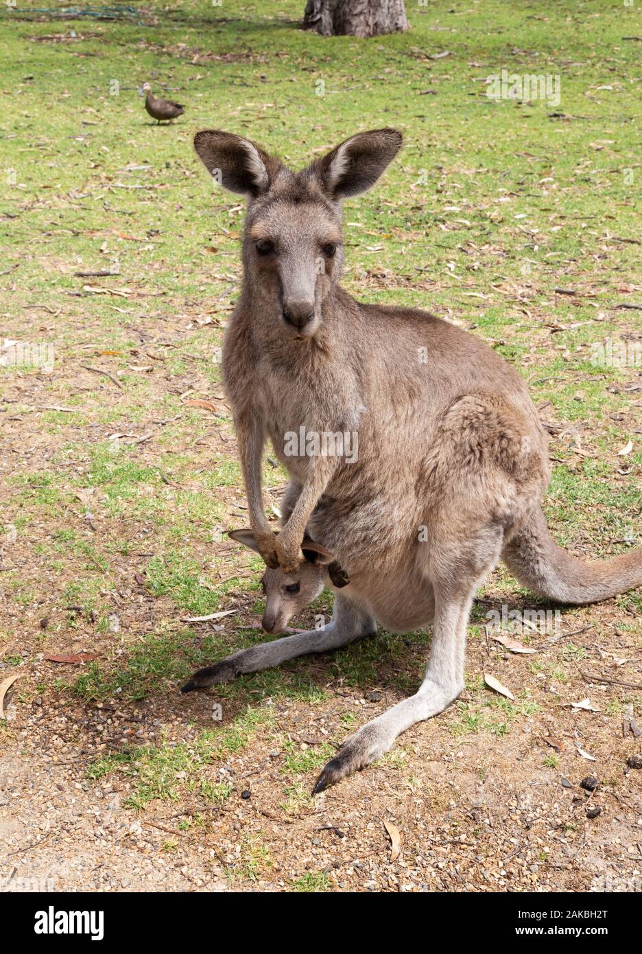 Kangaroo; una femmina adulta di canguro grigio orientale (Macropus giganteus) con una giovane joey nella sua custodia, il parco faunistico di Urimbirra, South Australia Foto Stock