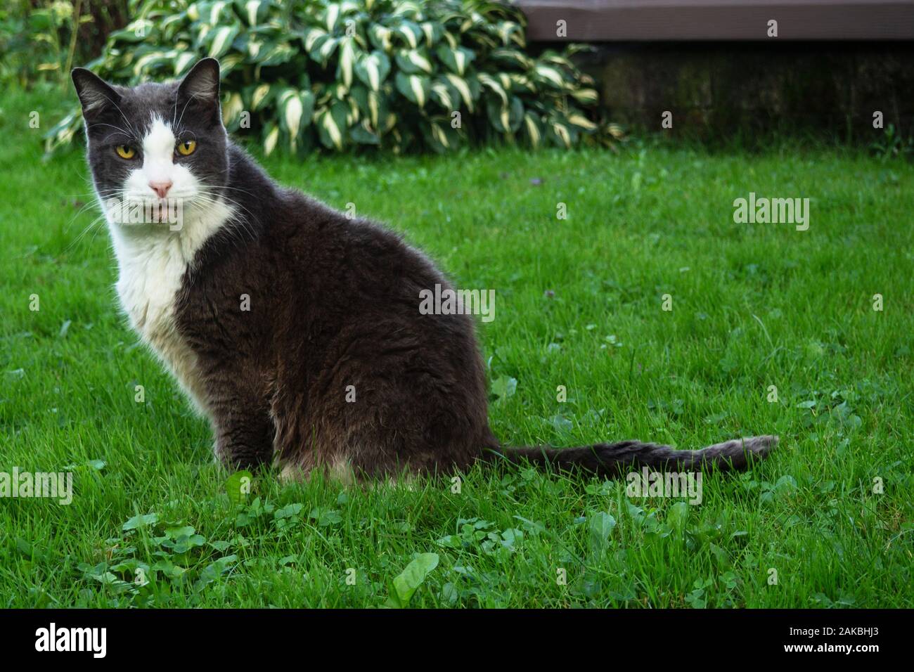 Senior cat seduto su un prato in estate Foto Stock