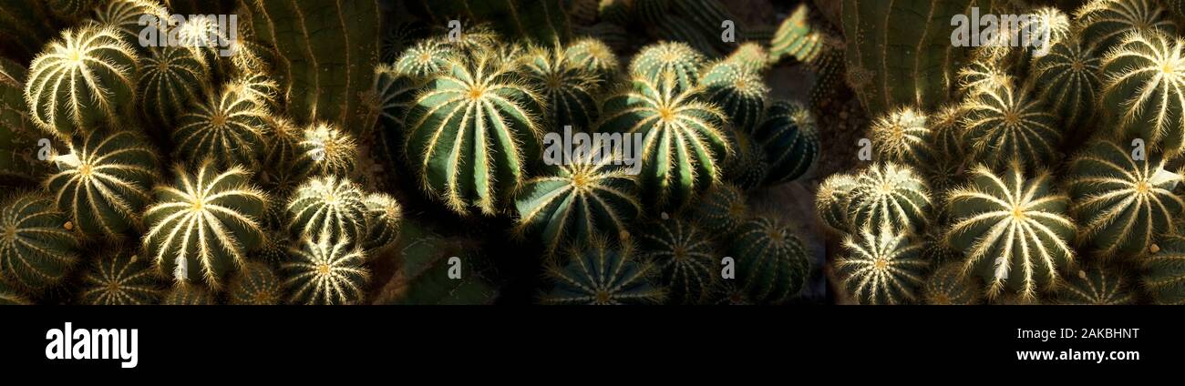 Cactus coltivati in serra Foto Stock