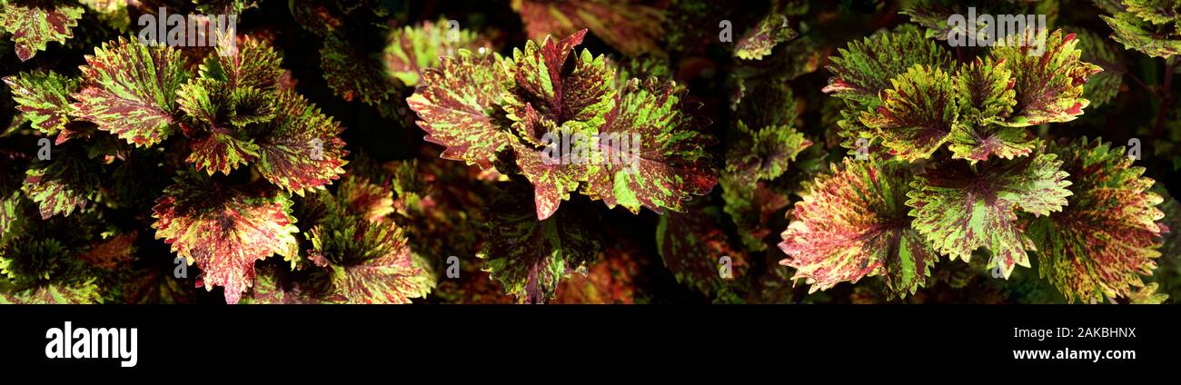 Coleus in primavera, Seattle, Washington, Stati Uniti d'America Foto Stock