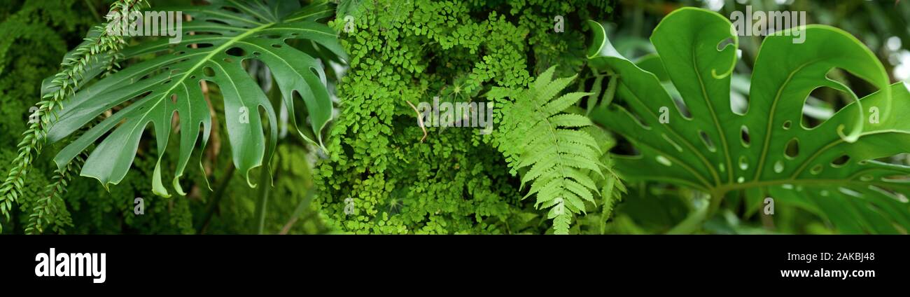 Piante verdi coltivate in serra Foto Stock