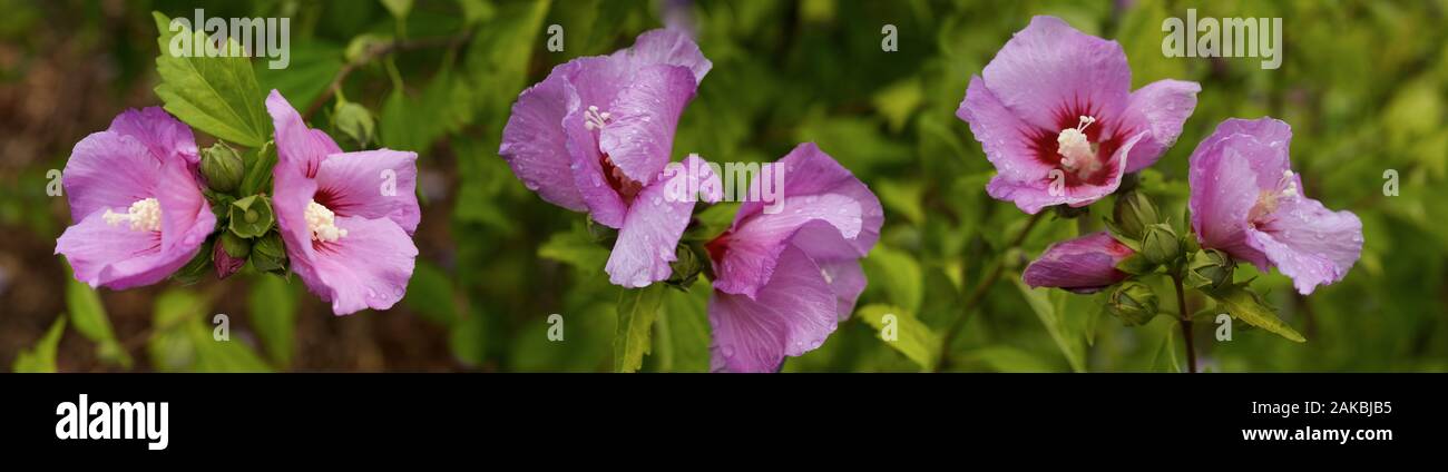 Viola fiori cadono, Seattle, Washington, Stati Uniti d'America Foto Stock