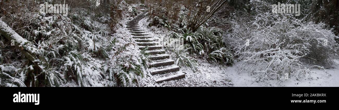 Passi nella foresta di inverno, Seattle, Washington, Stati Uniti d'America Foto Stock