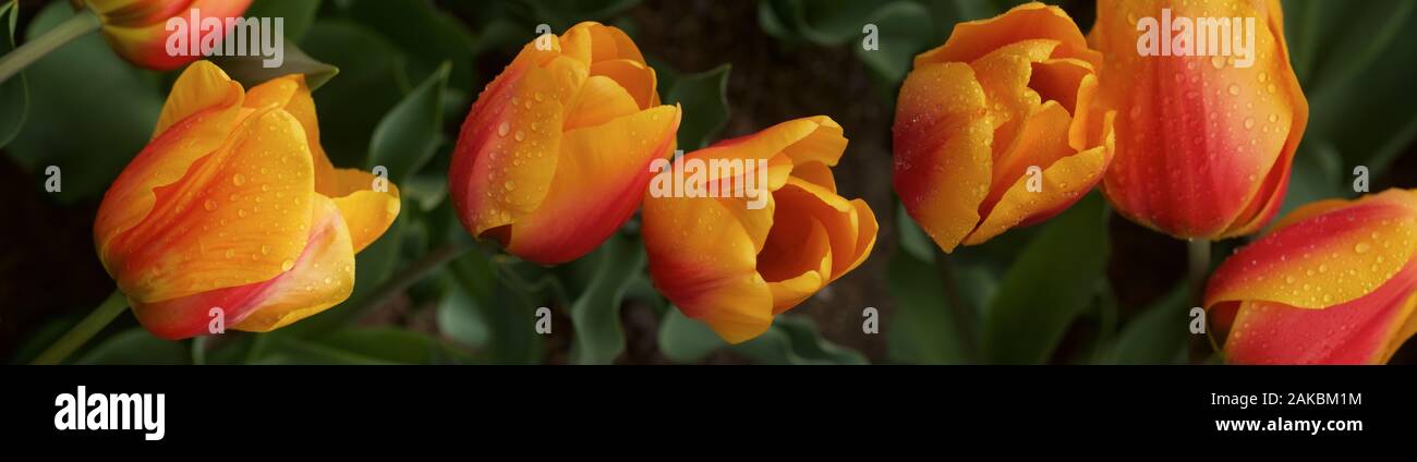 Tulipani arancione, Skagit Valley WASHINGTON, STATI UNITI D'AMERICA Foto Stock