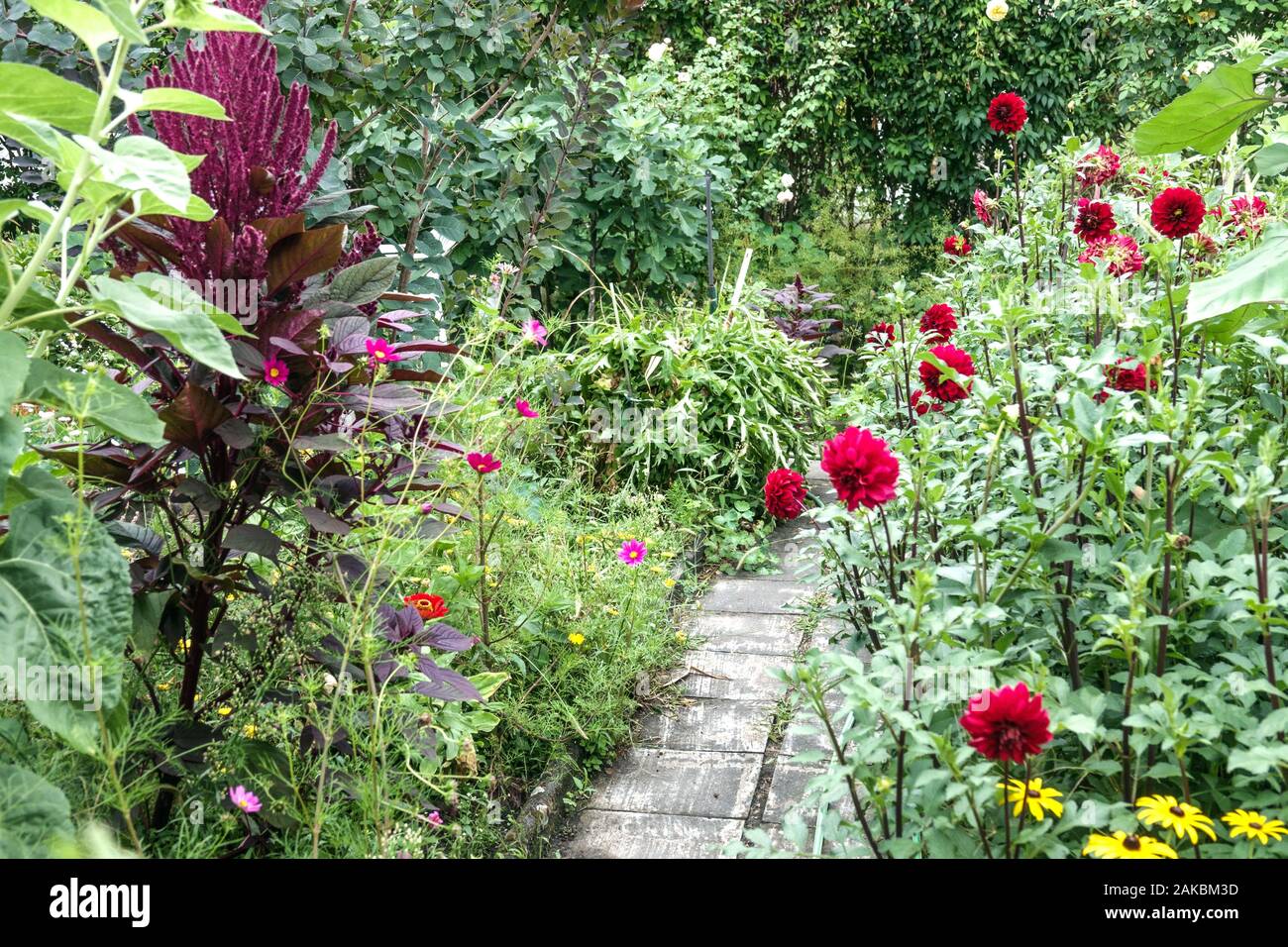 Nella tarda estate in allotment garden, rosso dalie fiori Foto Stock